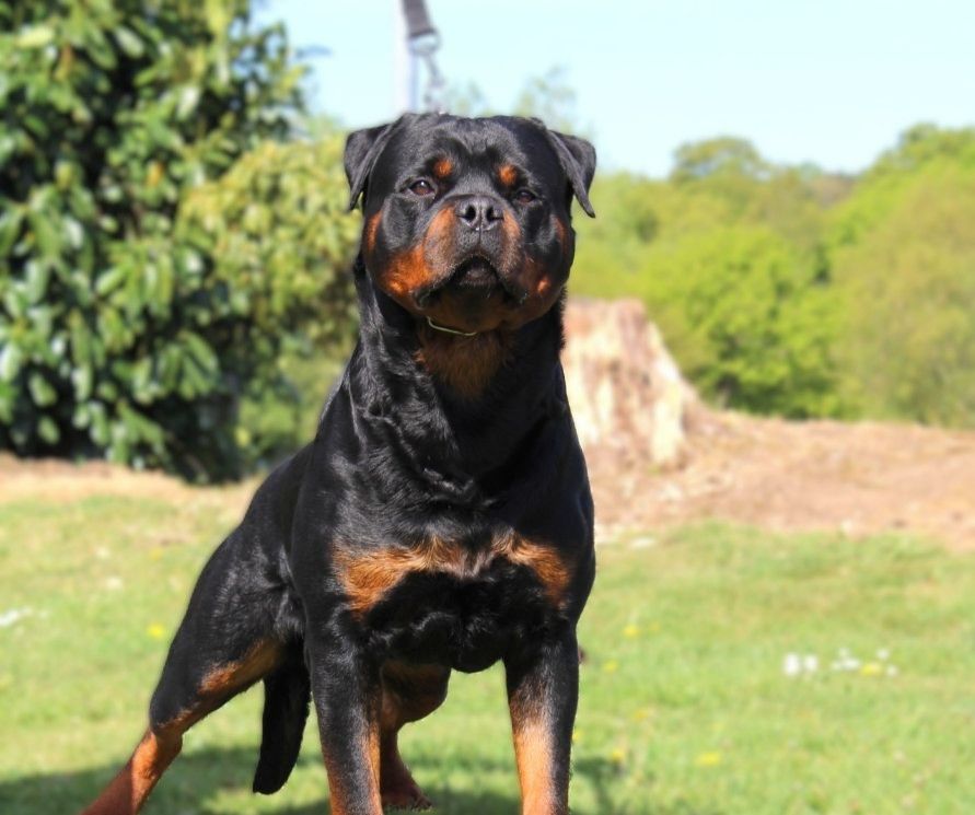 Narko des titans noir et feu